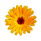 kalendula